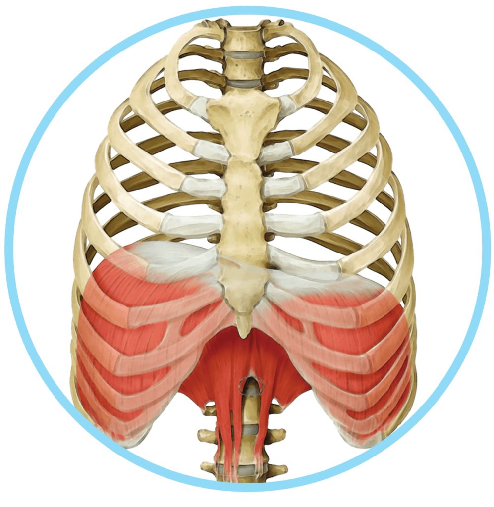 rib cage and diaphram